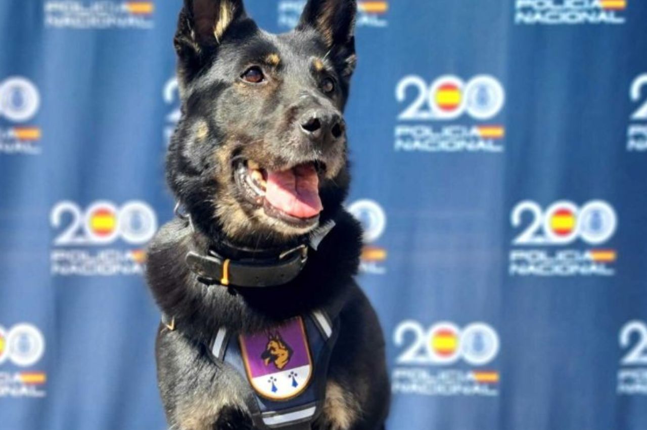 Perro policía jubilado con arnés oficial posando frente a un panel de la Policía Nacional.